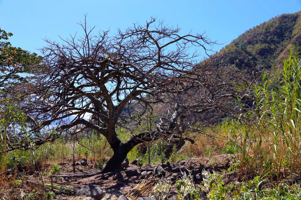 A bare tree in dry grass.