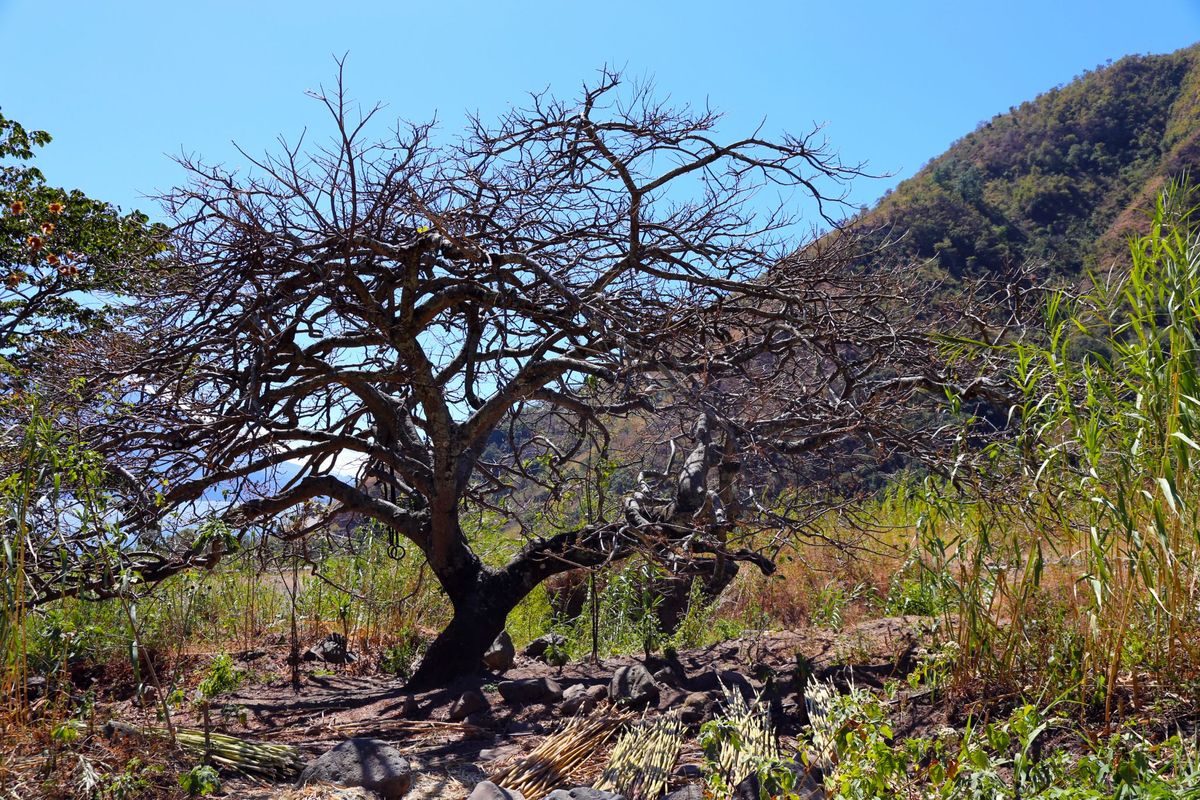 A bare tree in dry grass.