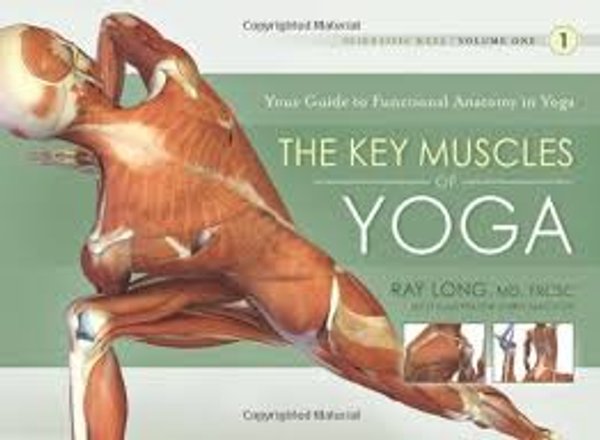 The Key Muscles of Yoga