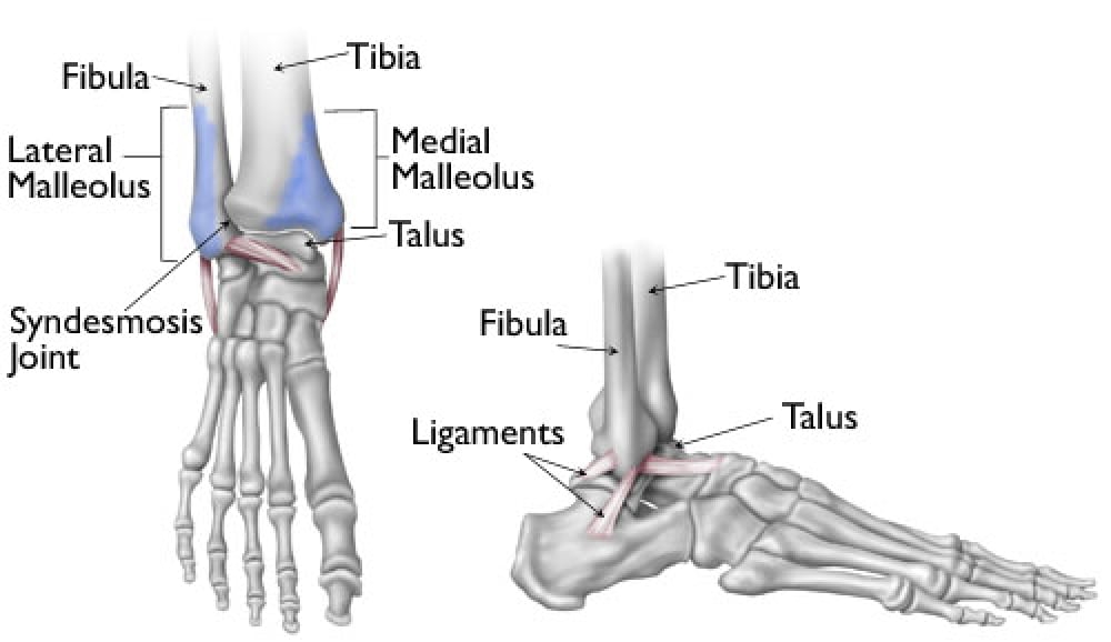 Sports Injury Bulletin - Anatomy - Functional ankle instability