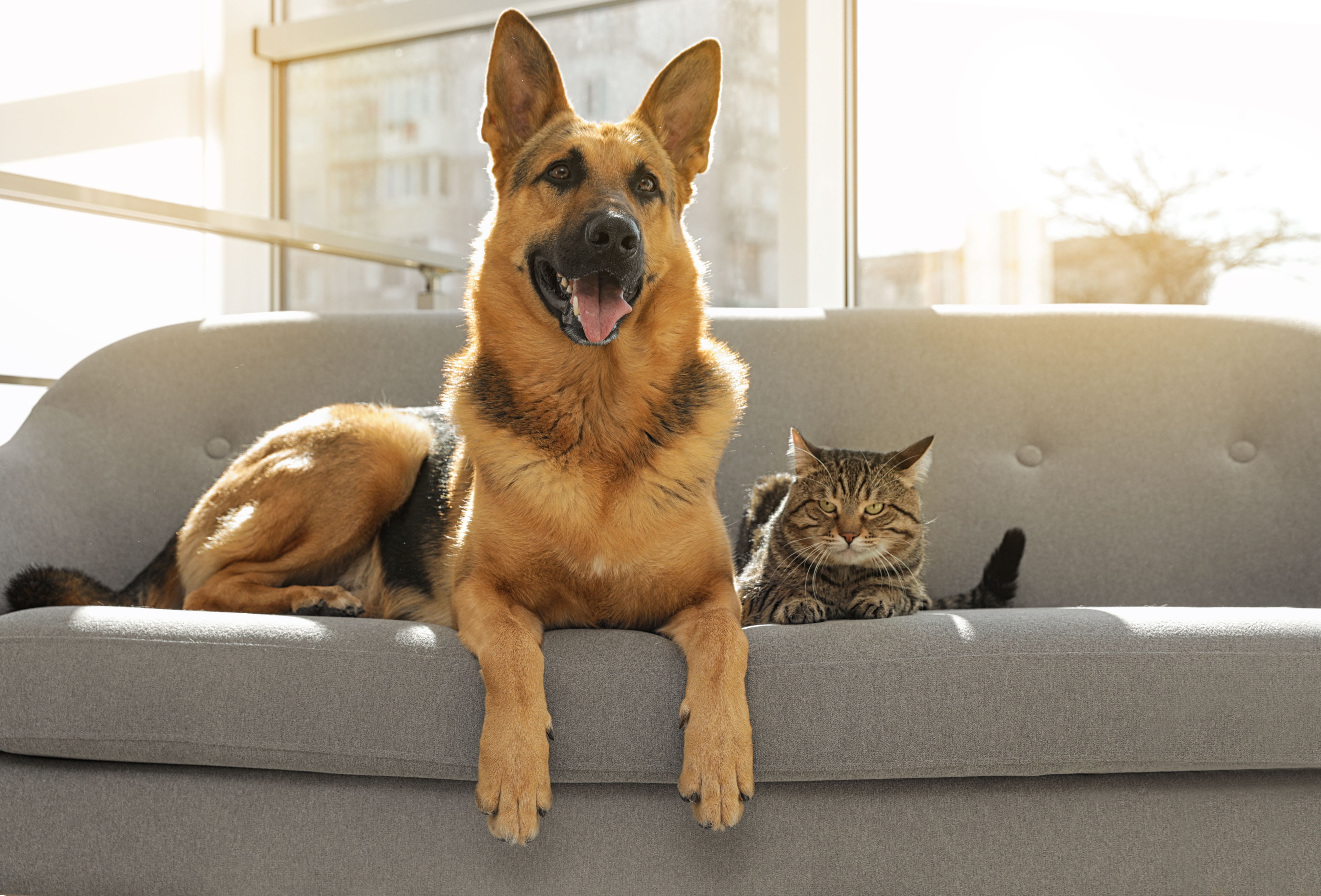Florida Condo Association Rules: Pets, Rentals & Occupancy
