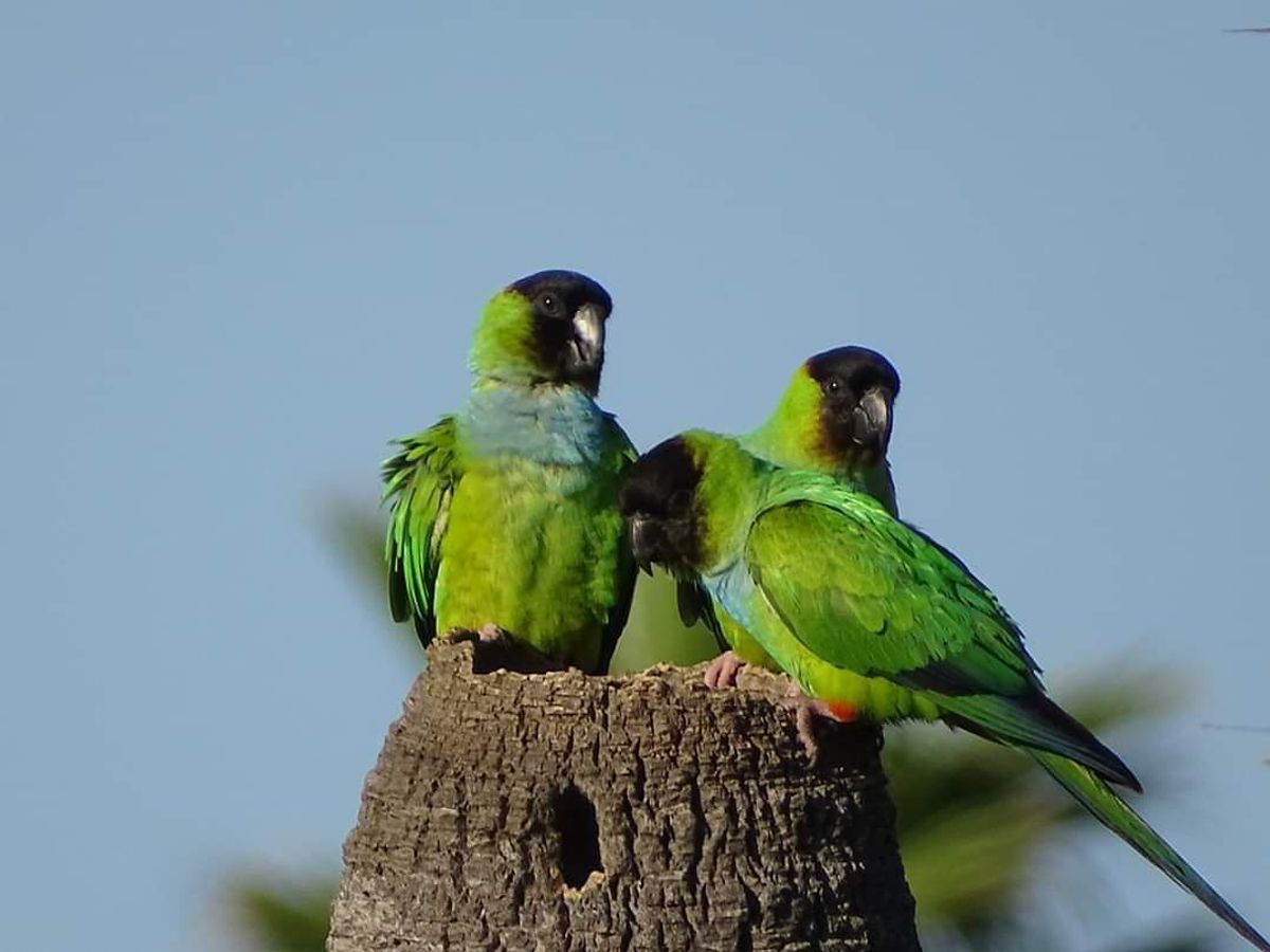 A pandemonium of wild green parrots gathered in a palm tree a common and delightful sight across St. Petersburg, FL.