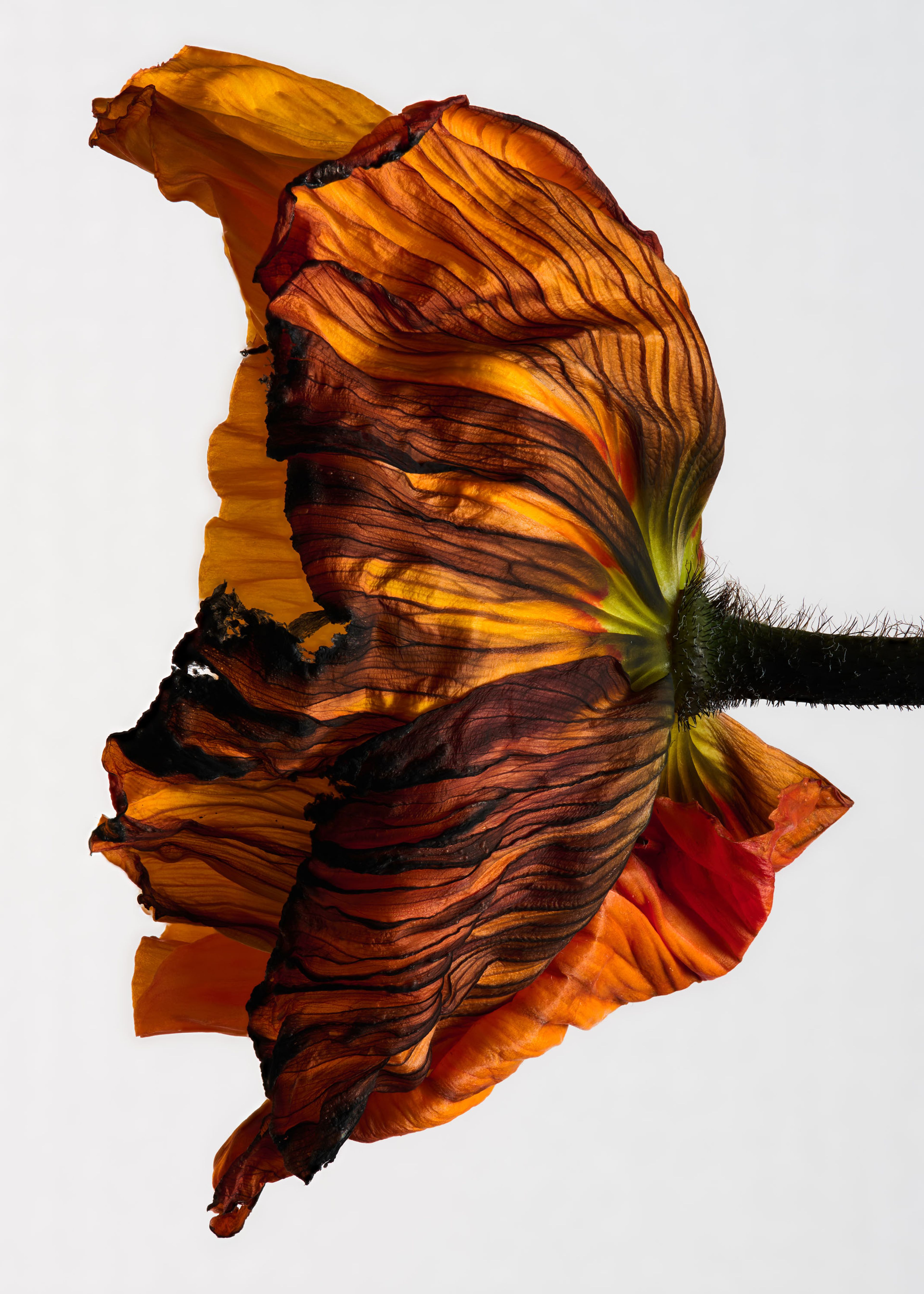 Elements, Personal | Harel+Ocante