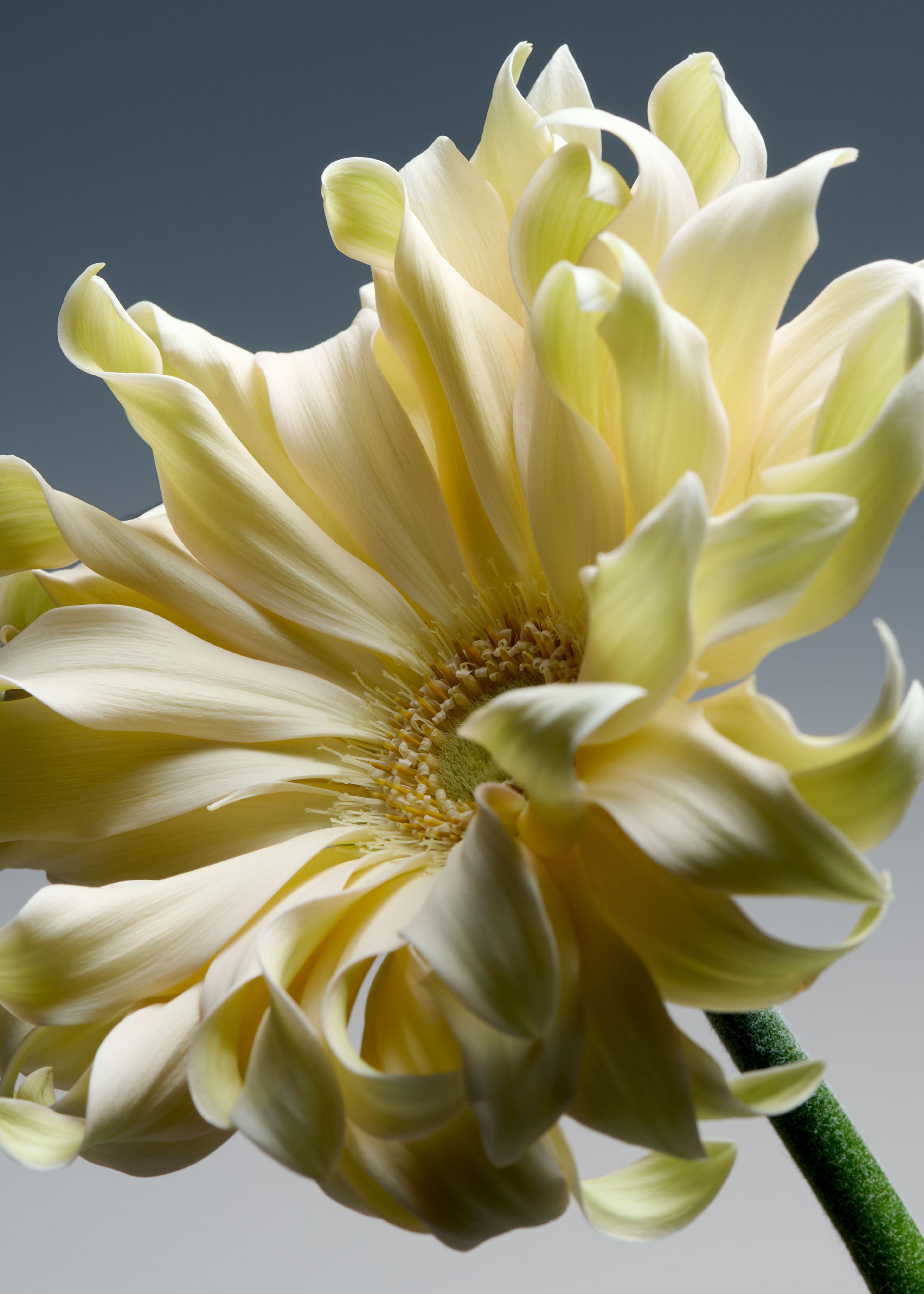 Elements, Personal | Harel+Ocante