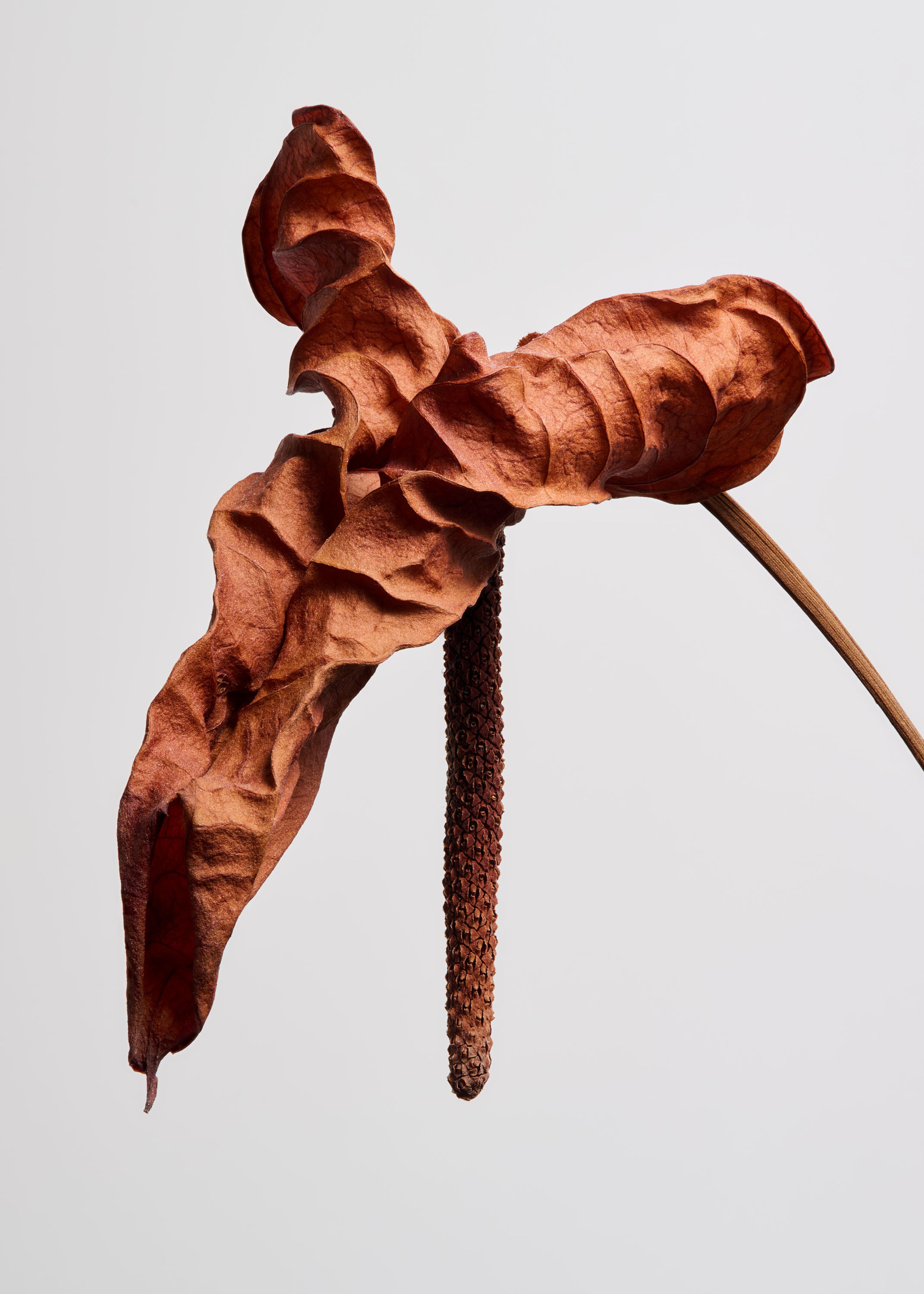 Elements, Personal | Harel+Ocante