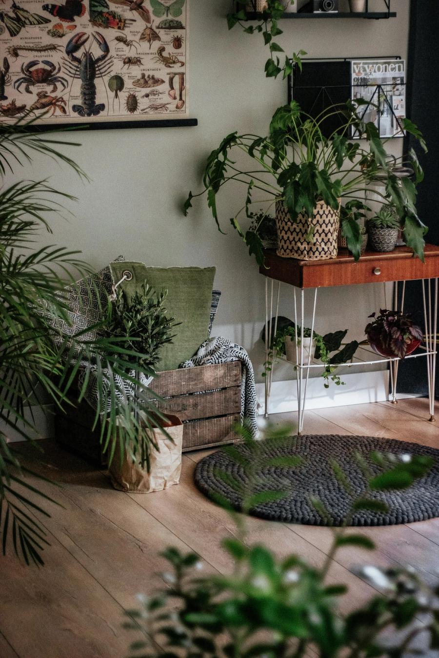 Biophilic Design: How to Bring the Calm of Nature Into Your Home