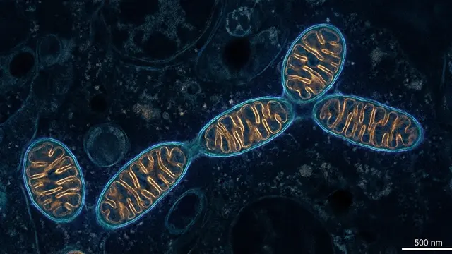 Chronic Fatigue: Beyond Rest — Mitochondrial Support Strategies