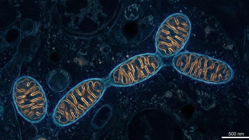 Chronic Fatigue: Beyond Rest — Mitochondrial Support Strategies