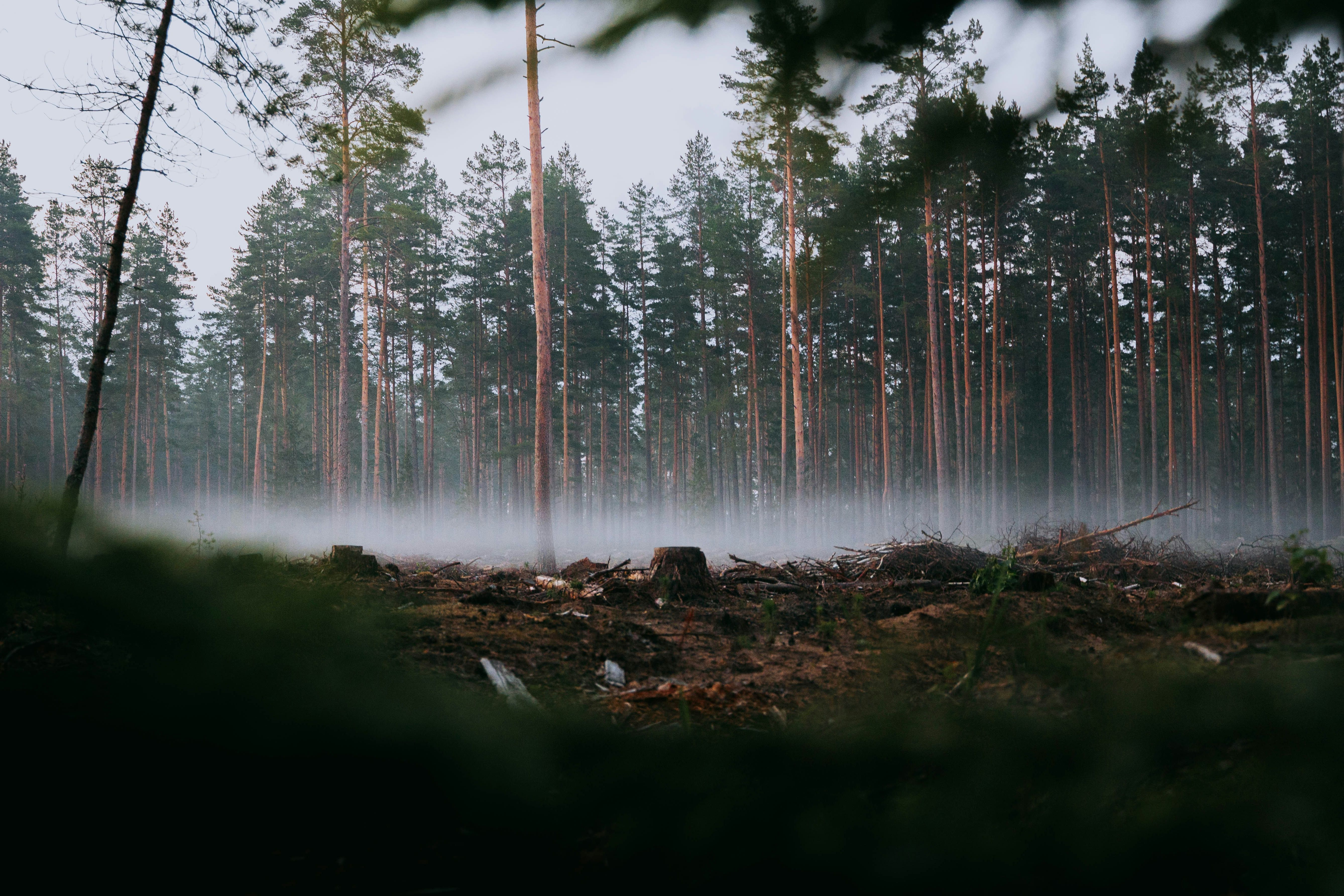 Integrated Deforestation Alerts x Global Forest Watch API
