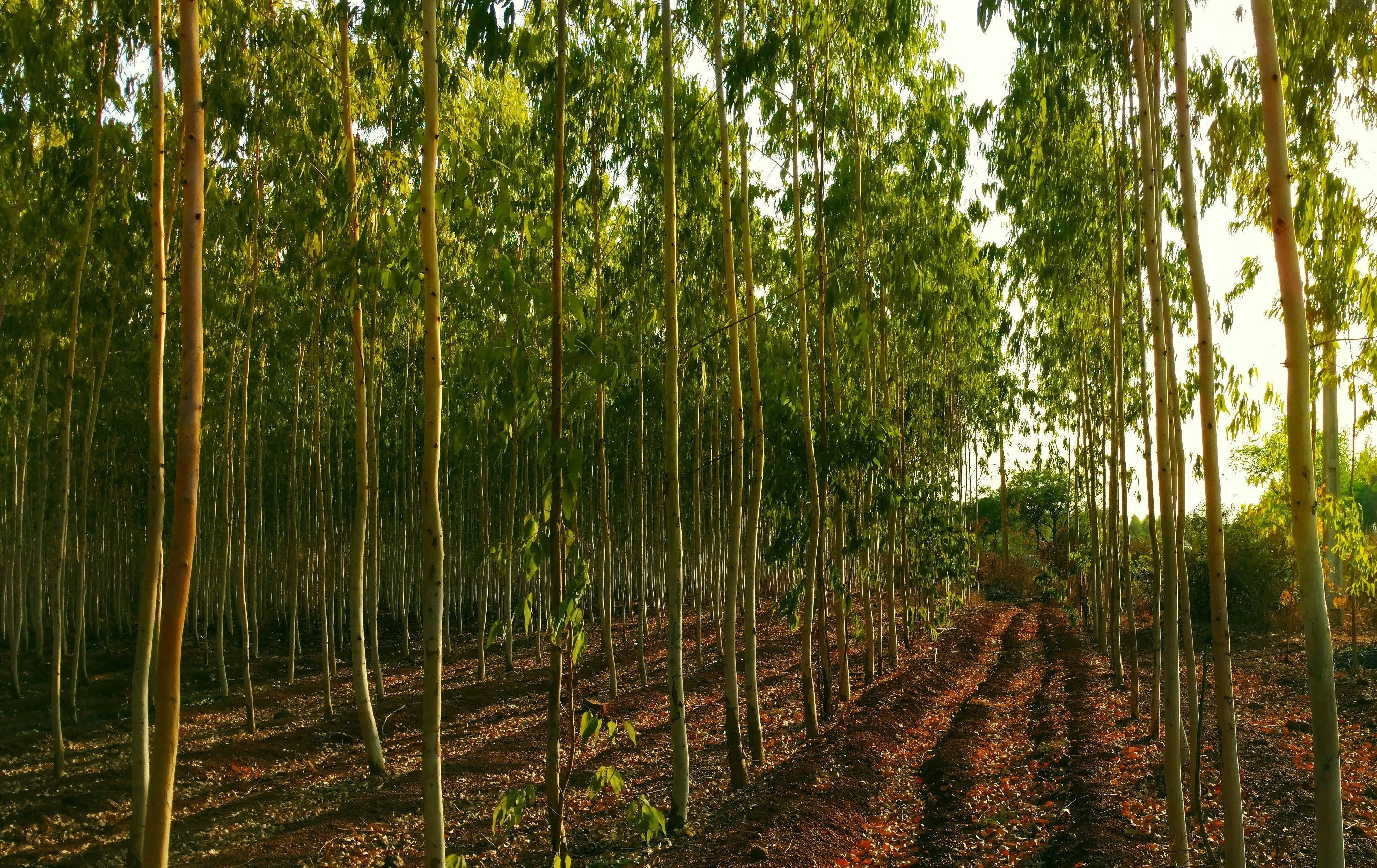 Spatial Database of Planted Trees (SDPT) v2.0 x Global Forest Watch API
