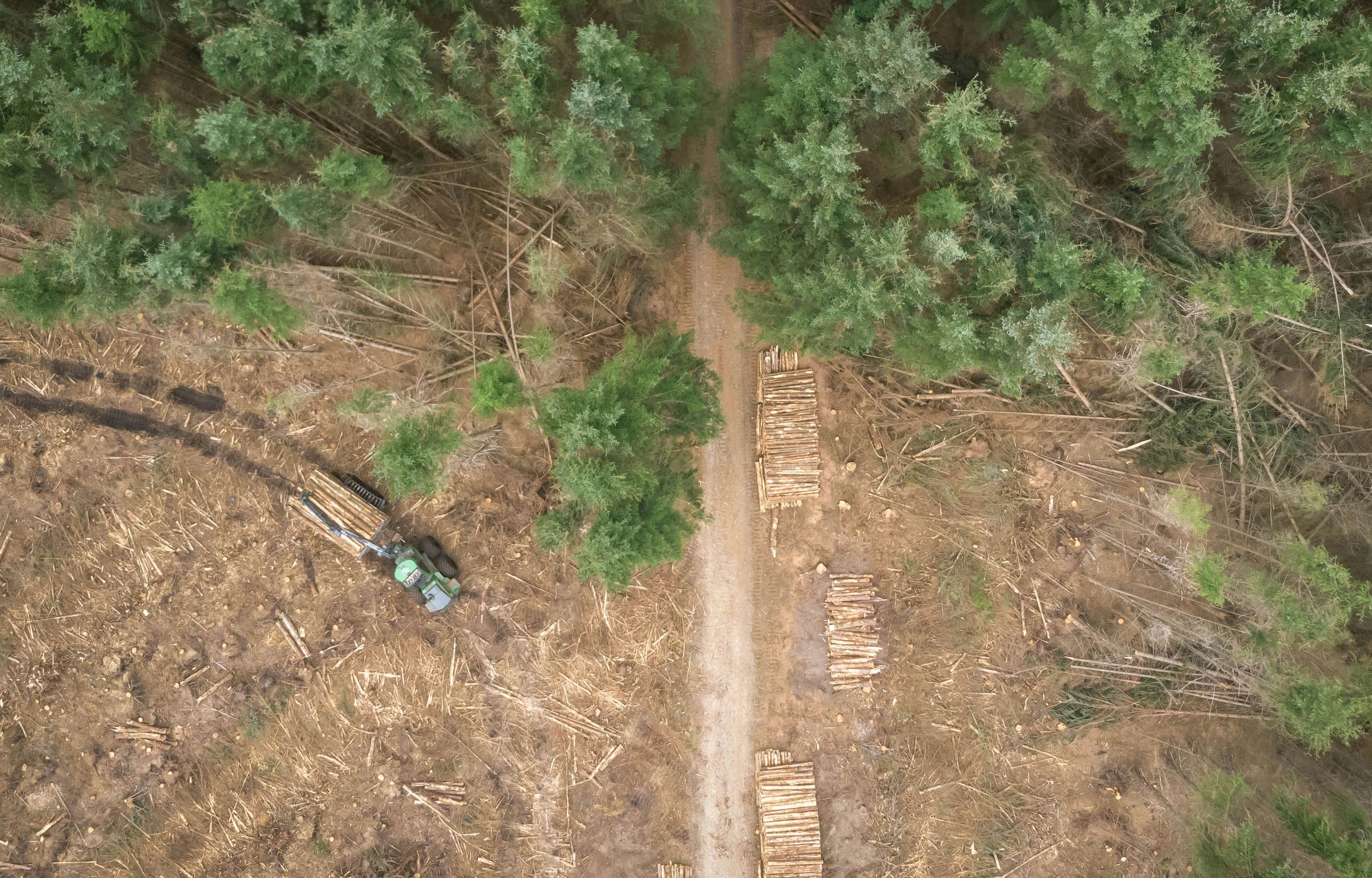 DIST Alerts (all-ecosystem vegetation disturbance alerts) x Global Forest Watch API
