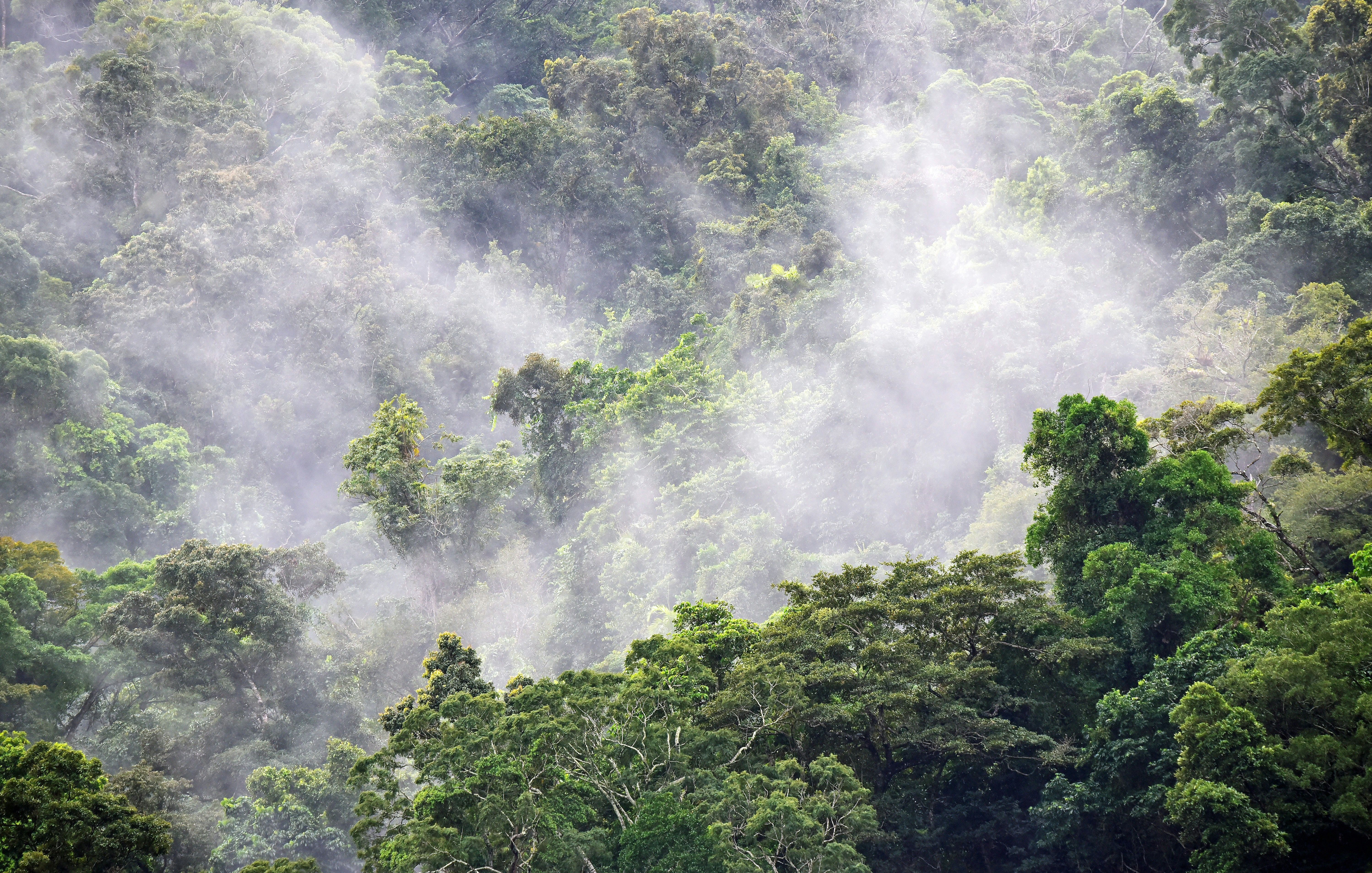 Tropical Tree Cover x Global Forest Watch API