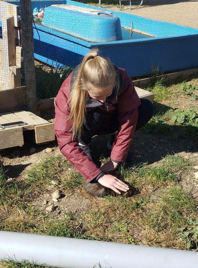 Furet en séance d'ostéopathie