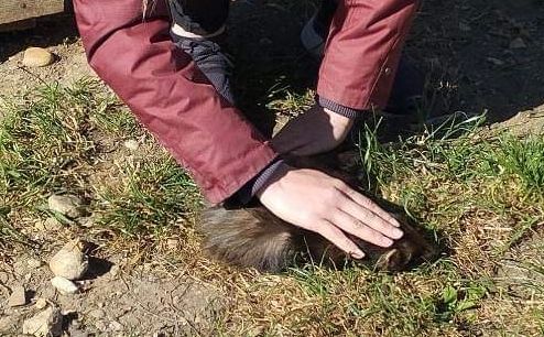 Furet en séance d'ostéopathie