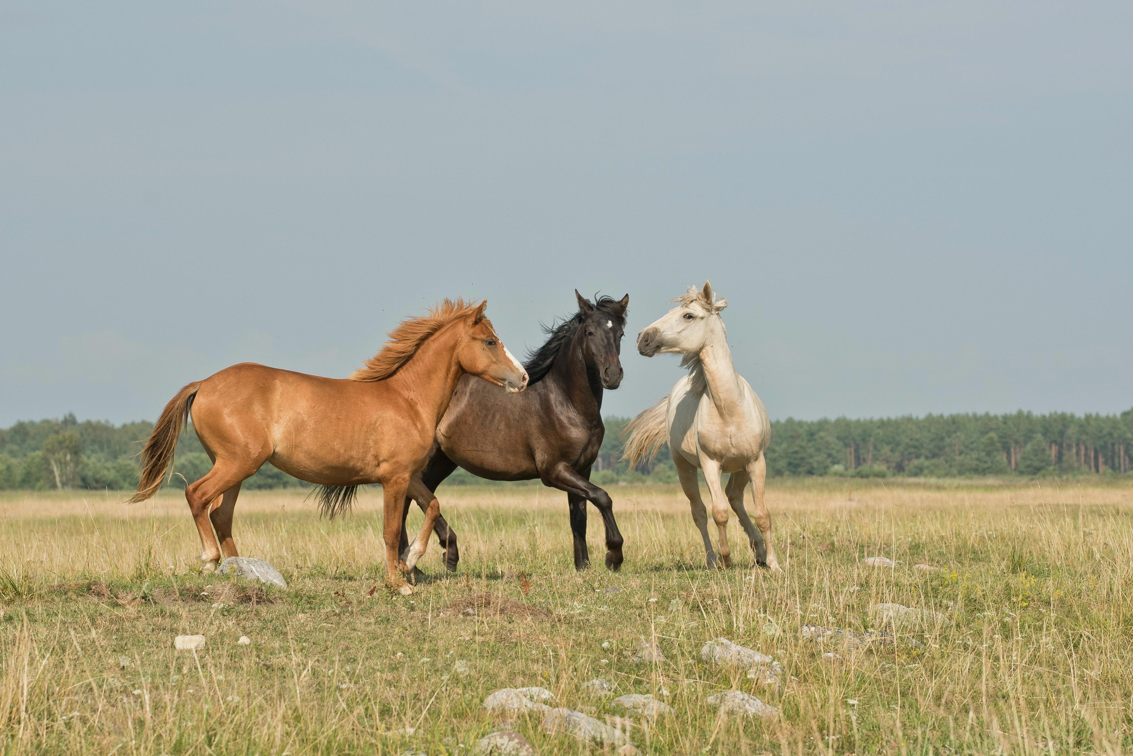three horses are running in a field on a sunny day .