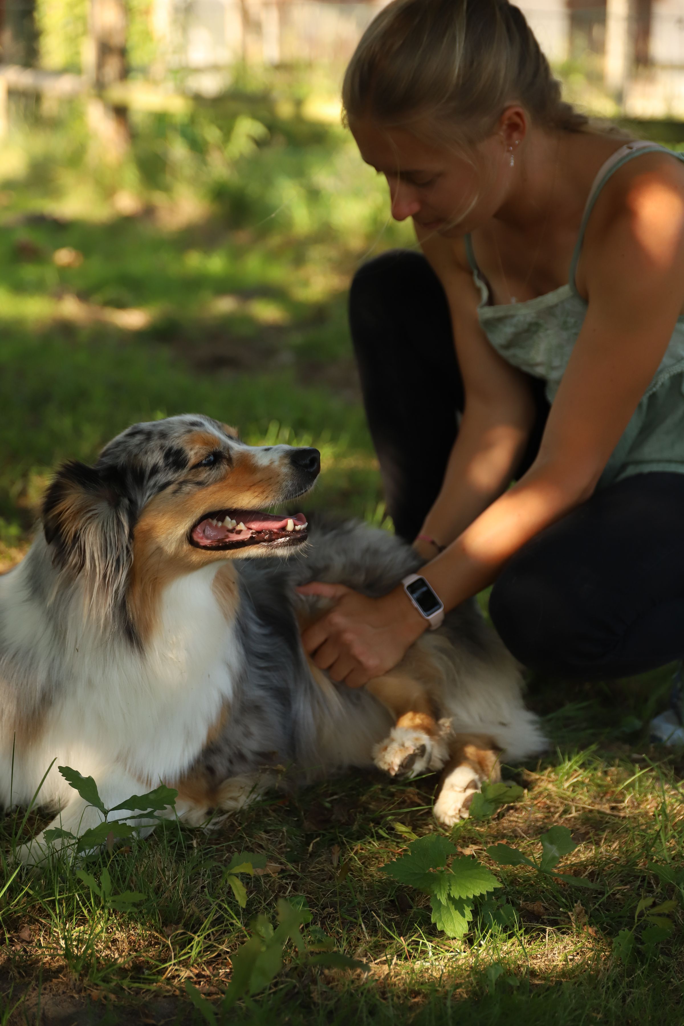 Séance d'ostéopathie sur une chienne avec manipulation de la hanche.