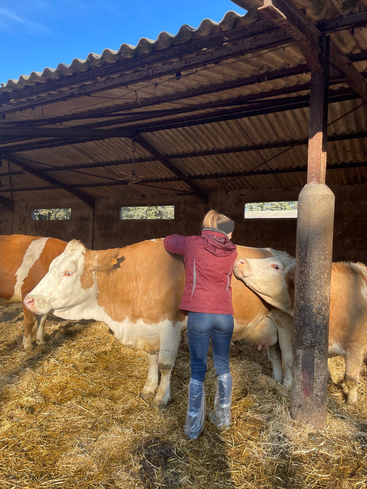 Charlotte VINCENT se tient à côté d'une vache dans une étable, illustrant une scène rurale et paisible.