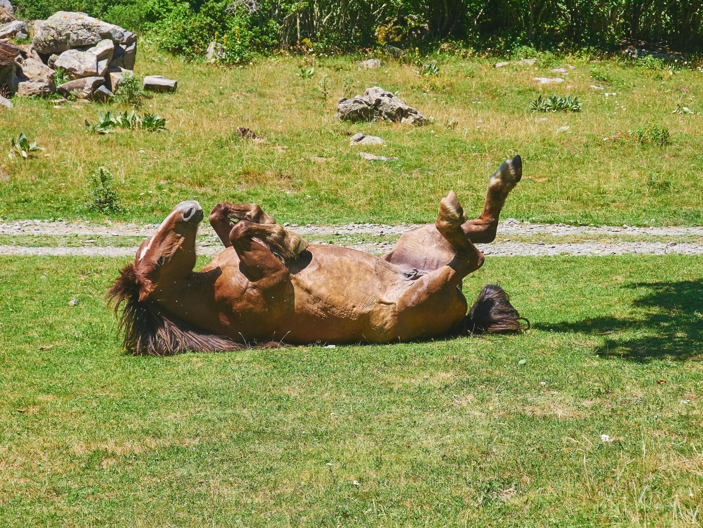 a brown horse is laying on its back in the grass .