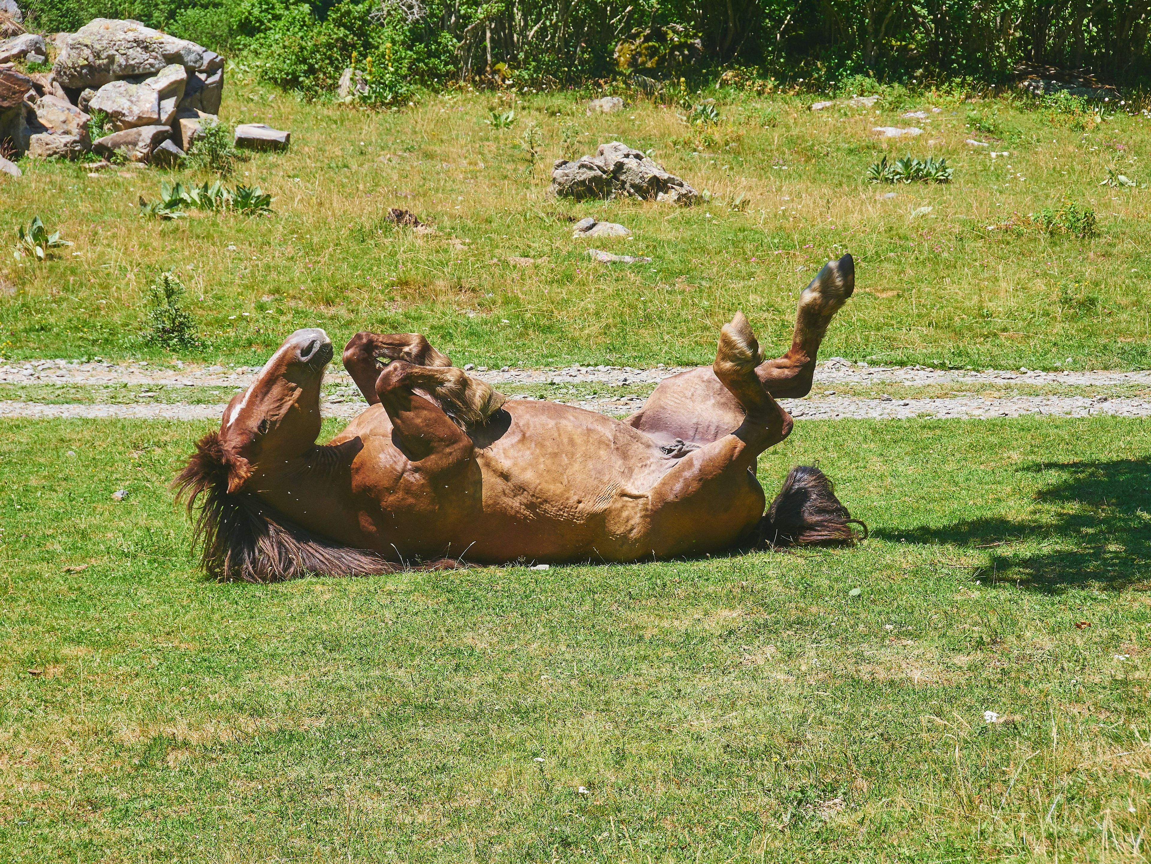 a brown horse is laying on its back in the grass .