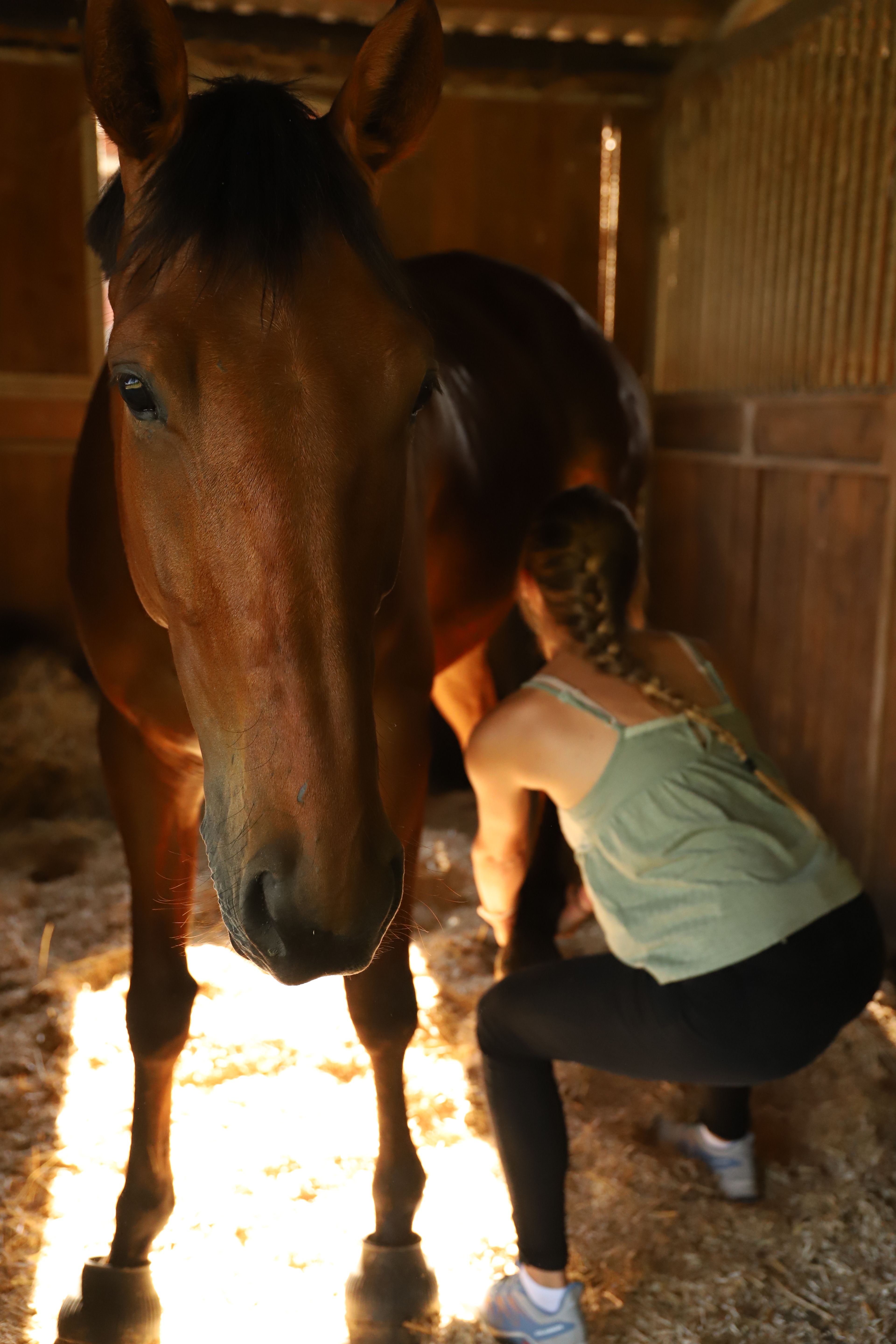 a woman kneeling down next to a brown horse