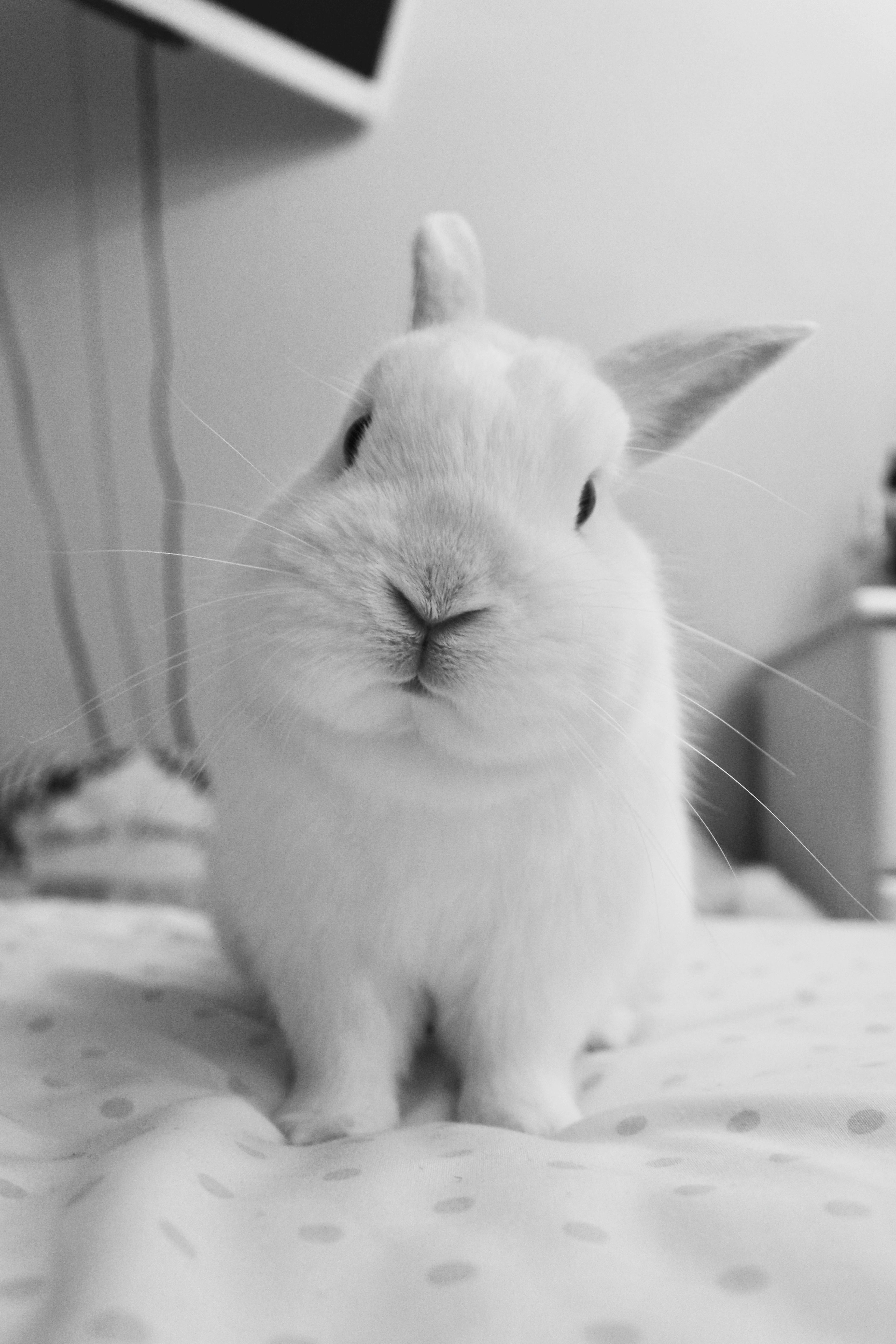 Lapin blanc sur un lit en séance d'ostéopathie