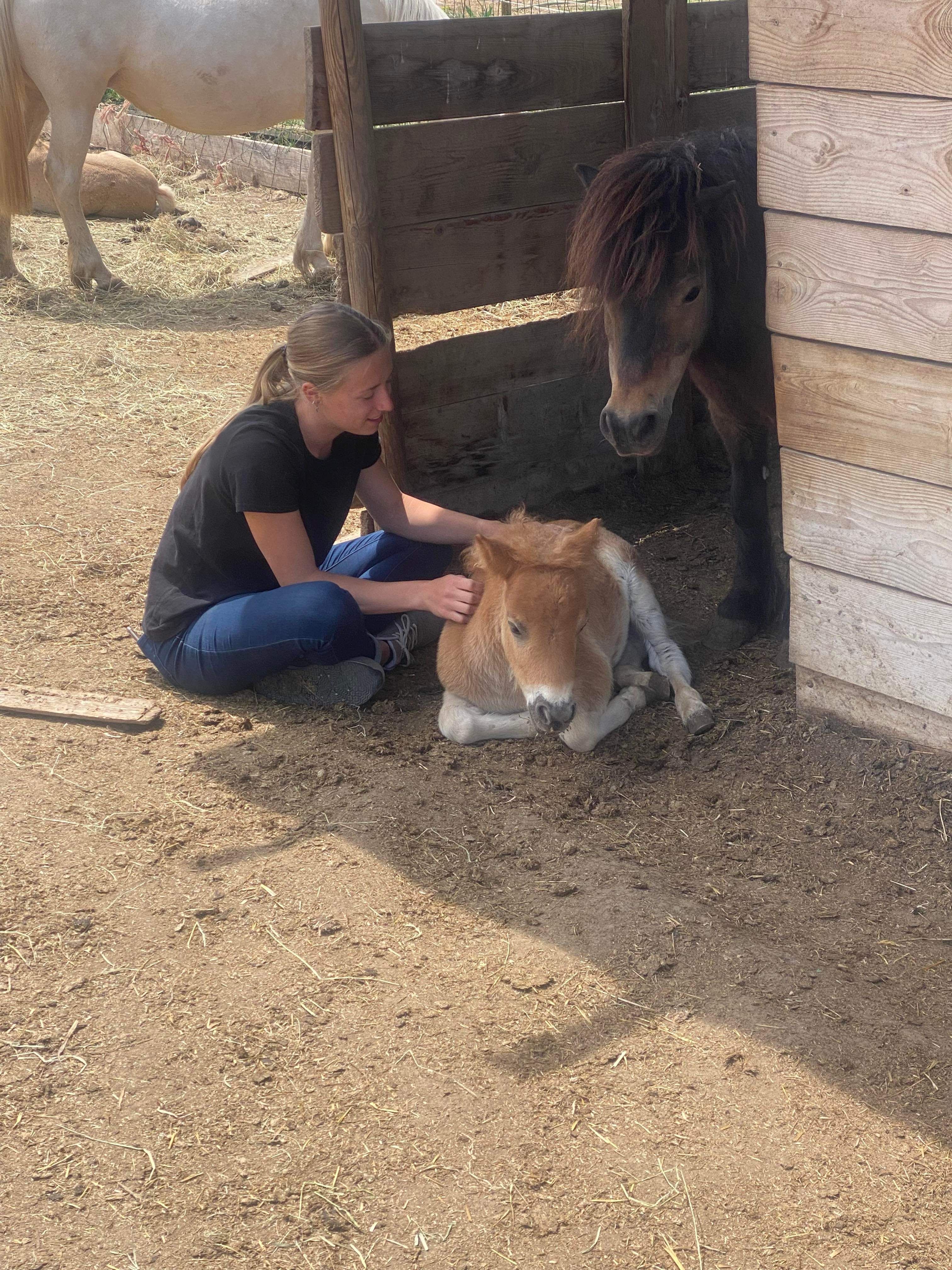 Séance d'ostéopathie sur un poulain