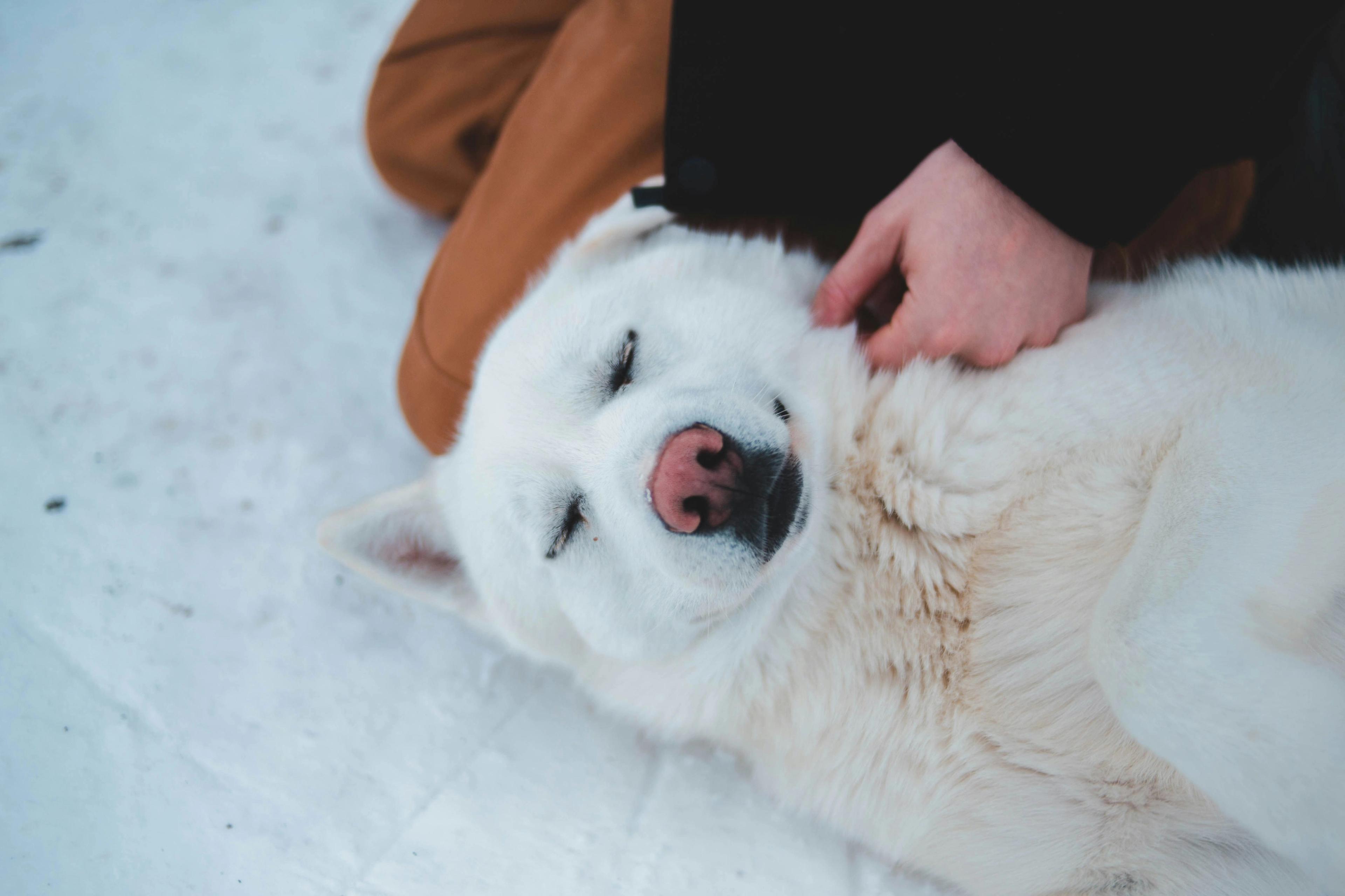 Chien blanc en séance d'ostéopathie