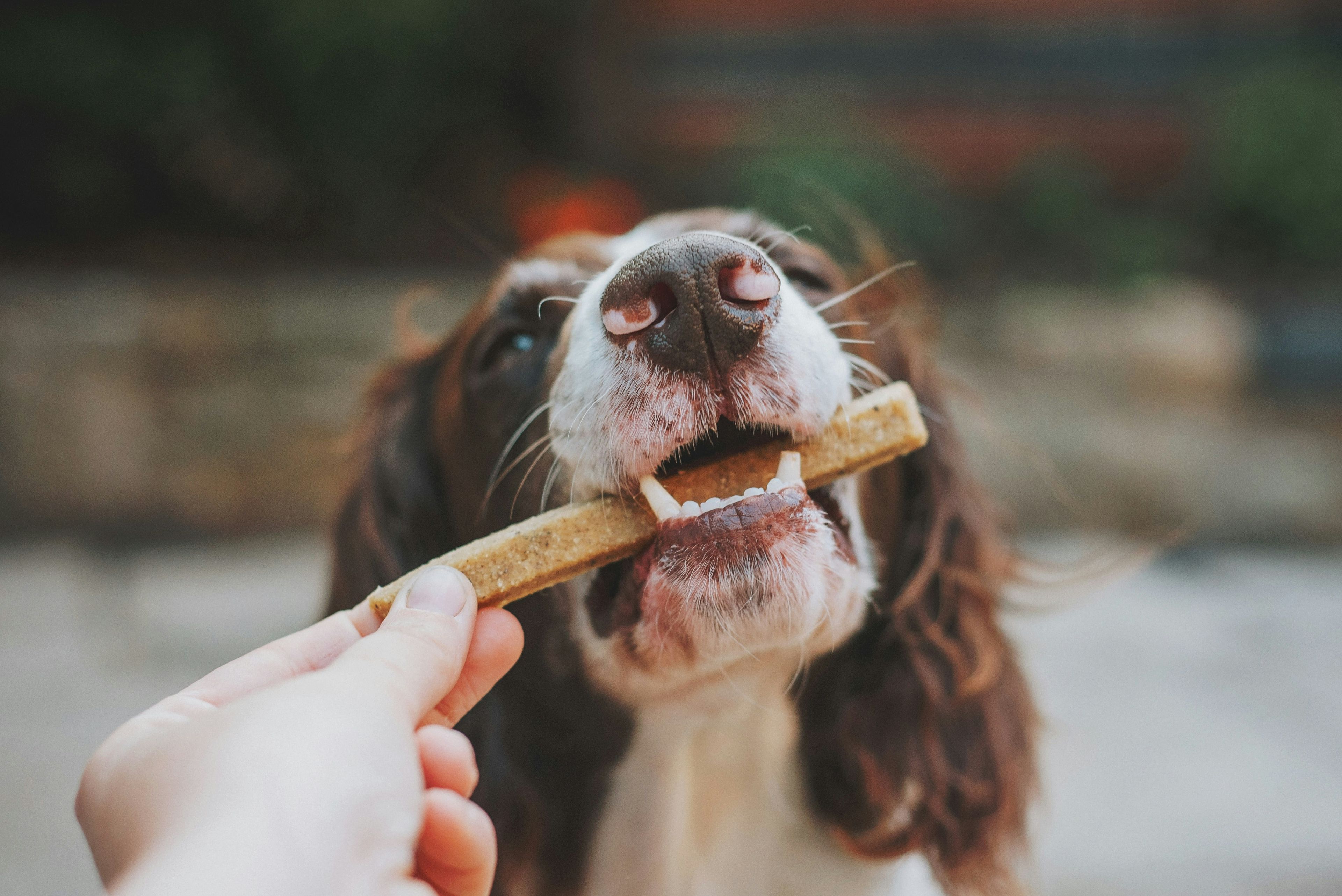 Un chien mange une friandise de la main d'une personne.