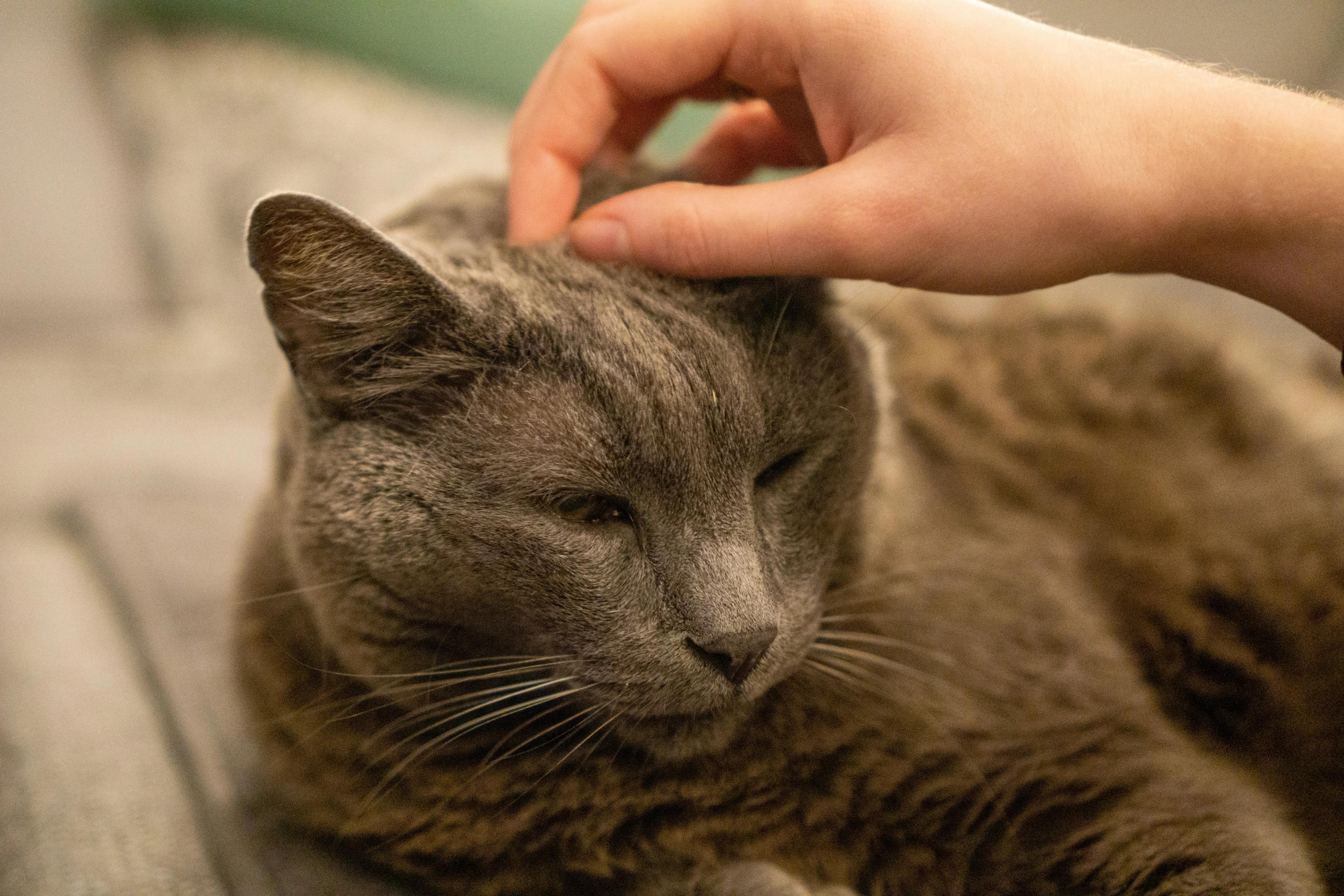 Une personne caresse un chat gris sur un canapé.