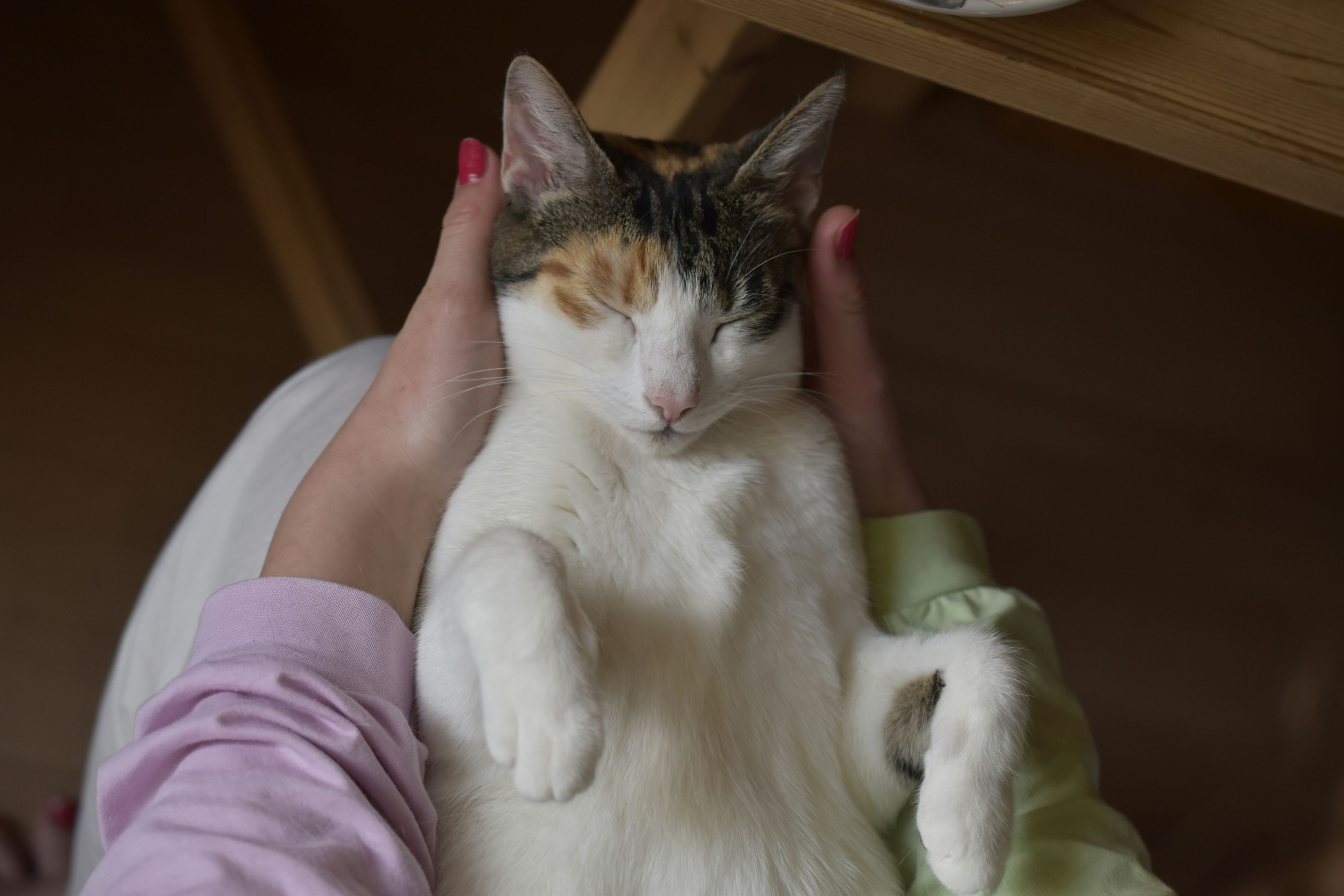 a calico cat is sleeping on a person 's lap .