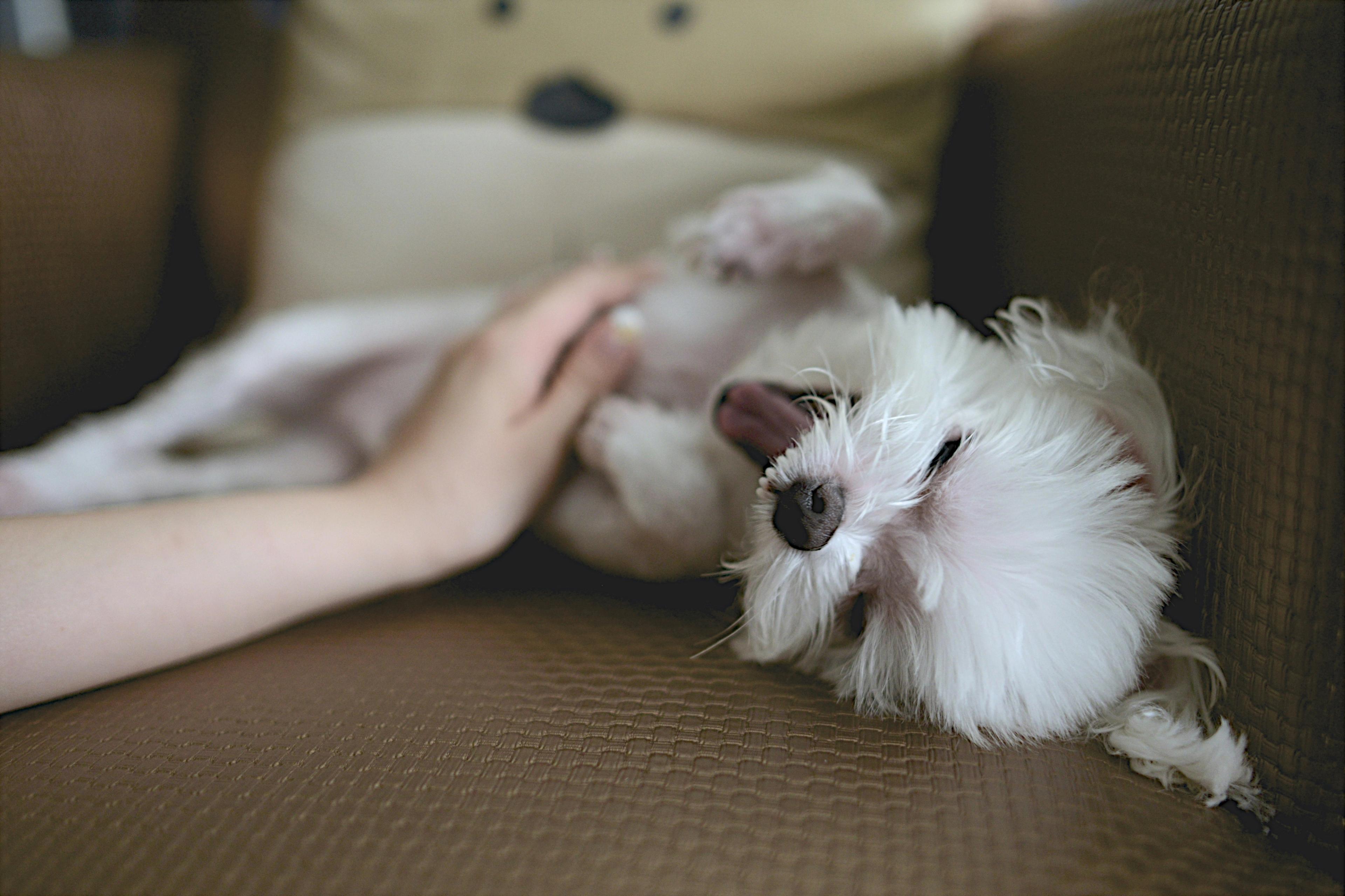a person is petting a small white dog laying on a couch .