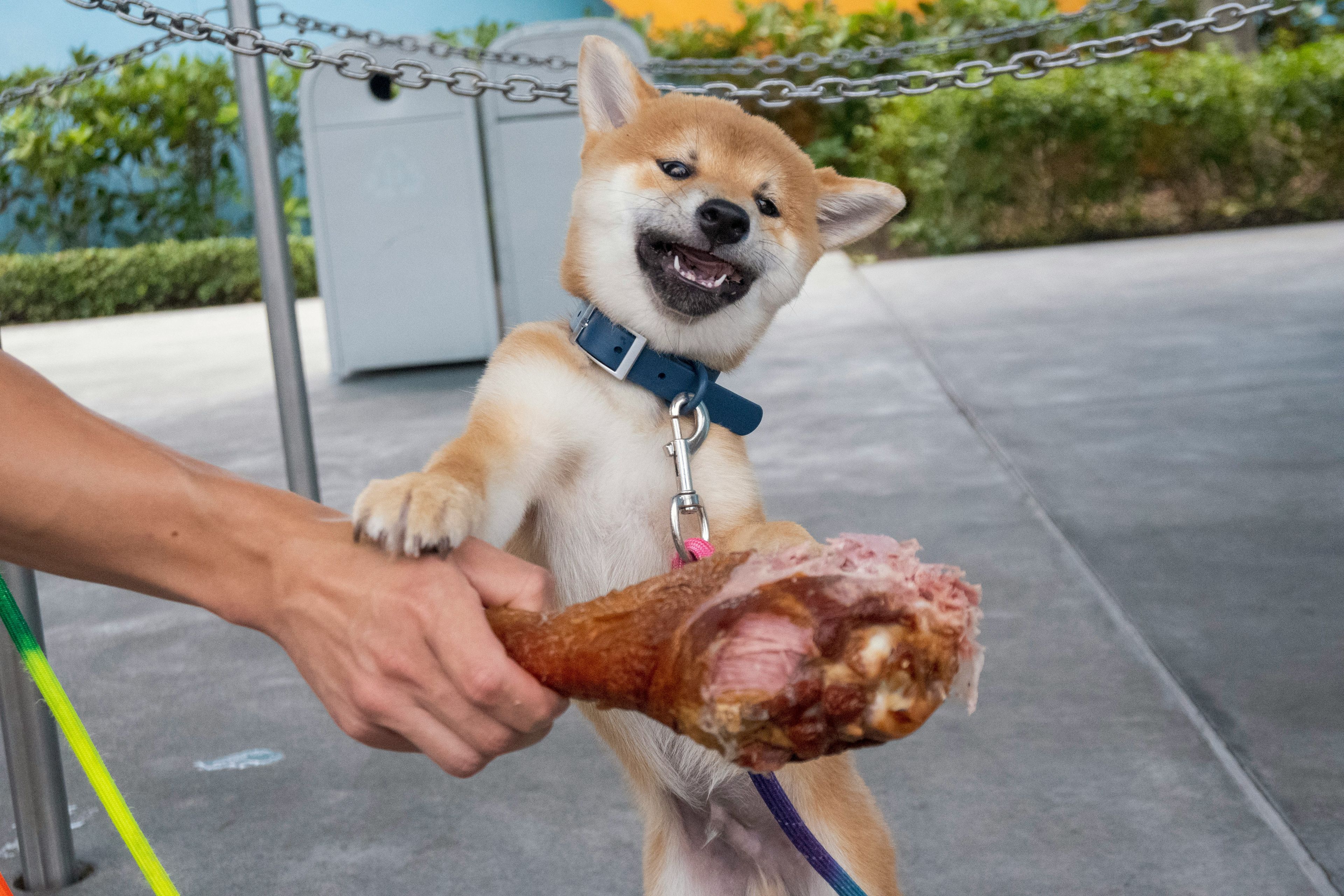 a shiba inu dog is holding a large piece of meat in its paws .