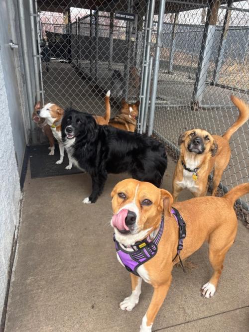 A friendly group of dogs during indoor group play