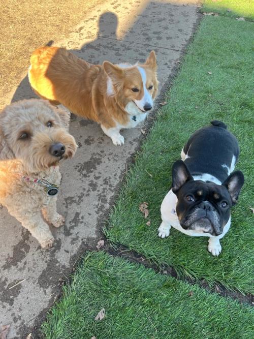A French bulldog, corgi, and terrier playing outside