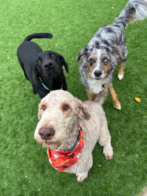 Three daycare dogs waiting together on the turf yard