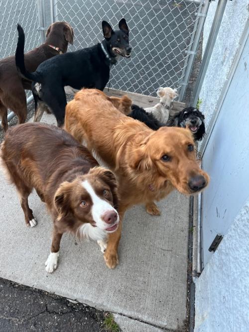 A group of daycare dogs gathered at the play-yard door