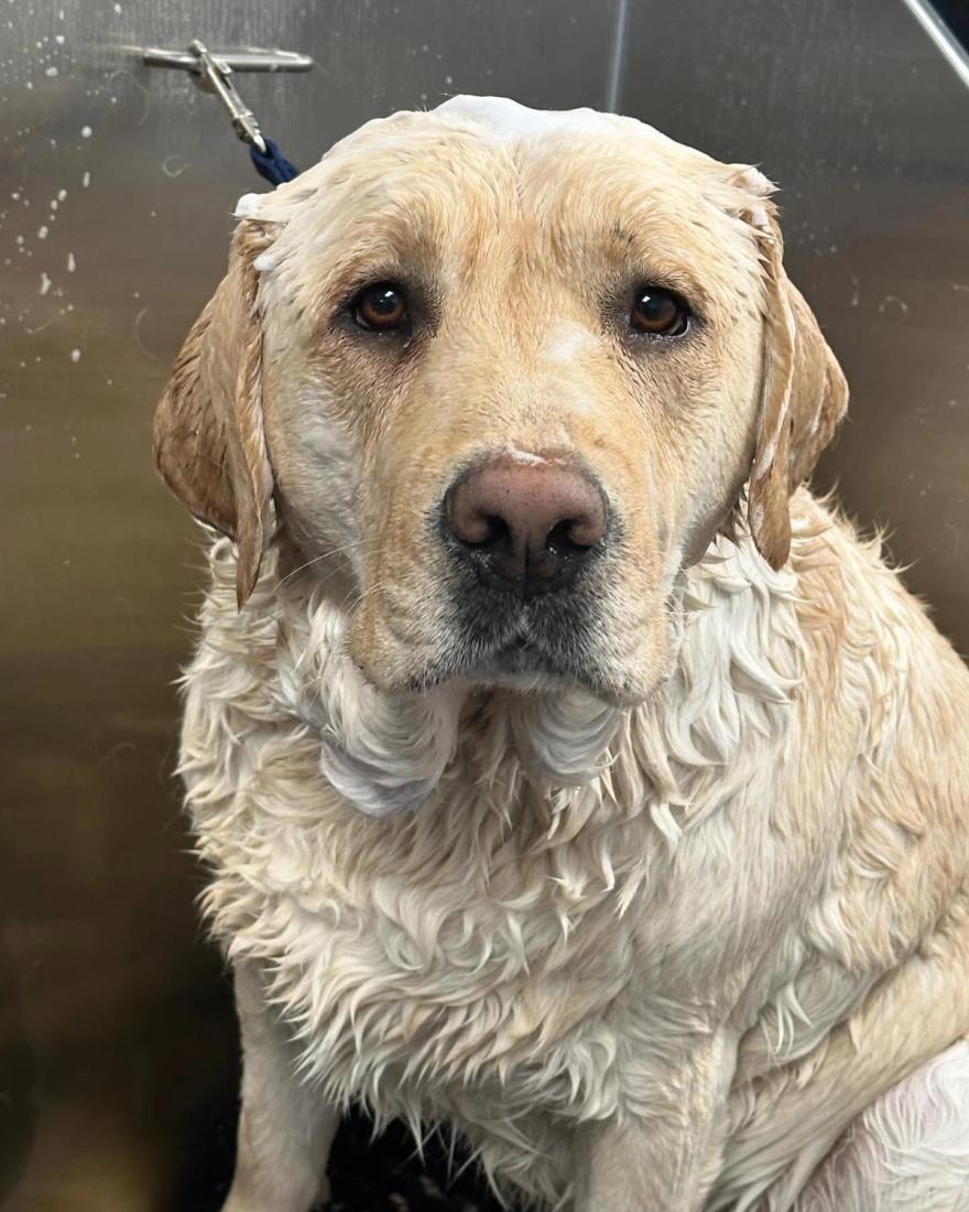 dog-1