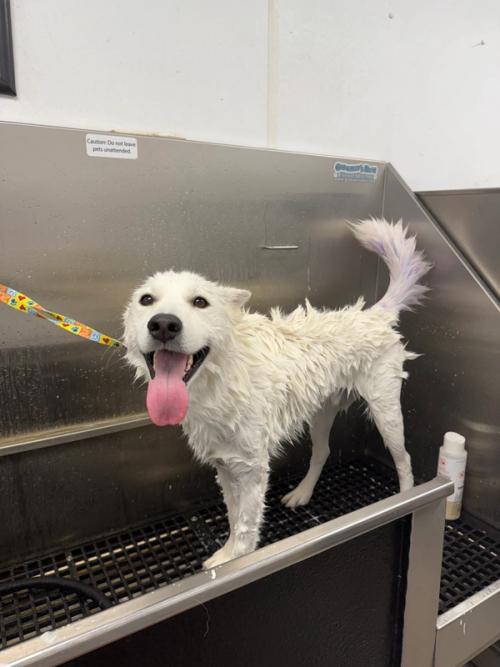 A freshly bathed dog in the grooming wash station
