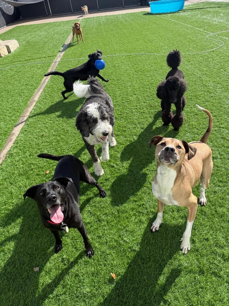 A group of dogs playing together in the outdoor turf yard