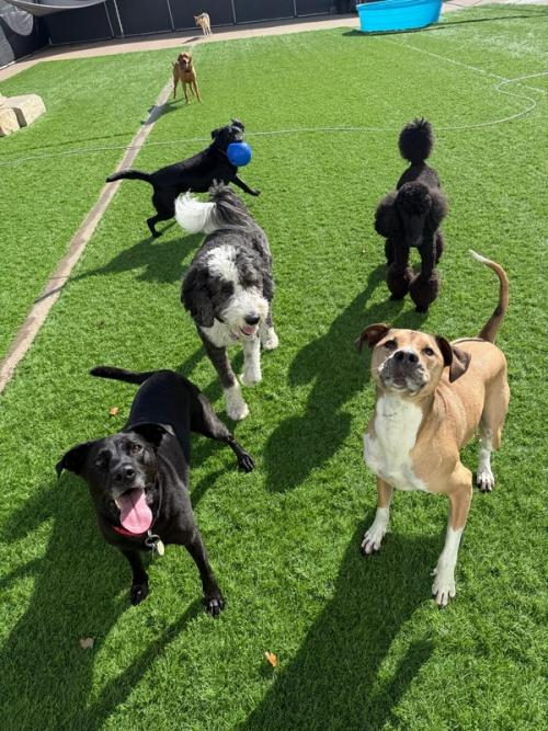 A poodle, boxer, schnauzer, and Labrador playing together in the turf yard