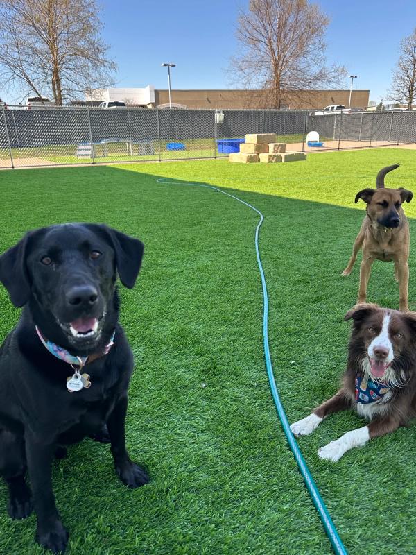 A black Labrador and friends in the turf play yard