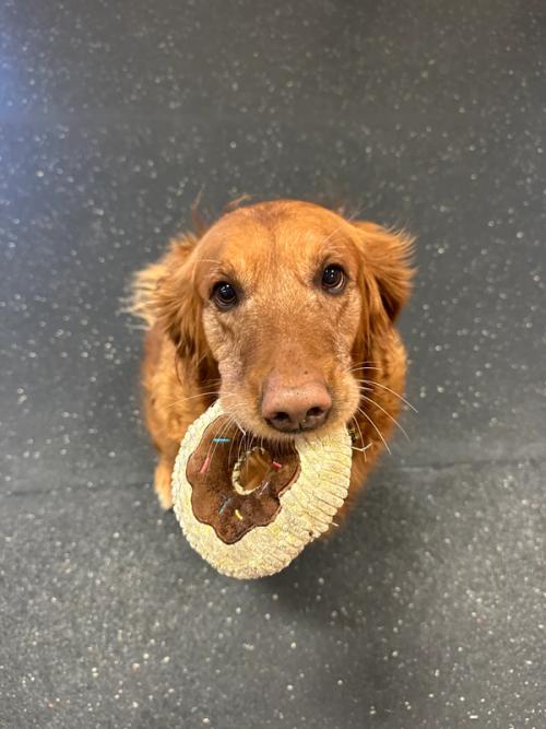 A golden retriever with a favorite toy