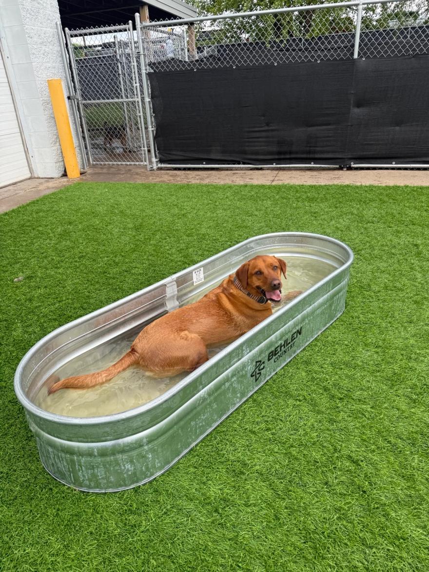 A Labrador cooling off in a water trough on a summer day