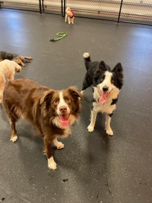 Two herding dogs playing together indoors