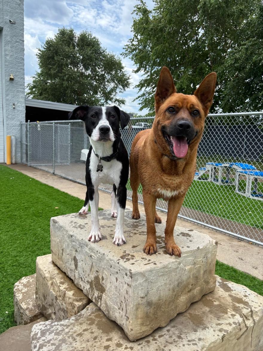 Two dogs posing on a rock pedestal in the play yard