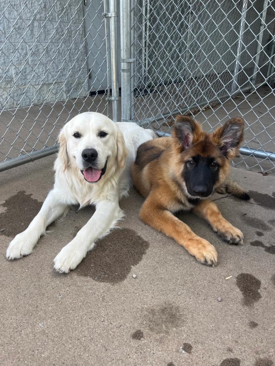 A golden retriever and shepherd puppy resting calmly during boarding