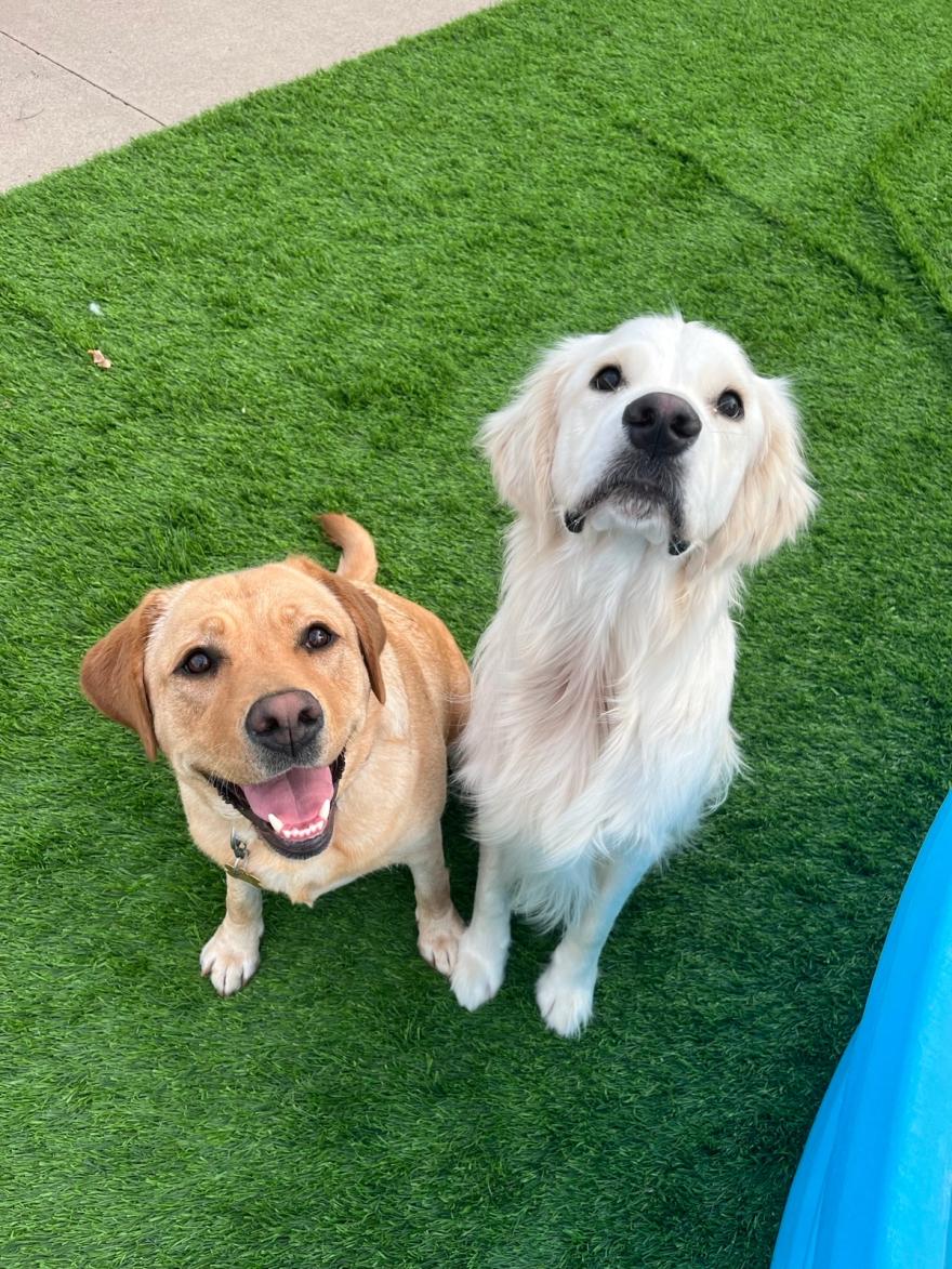 Two happy dogs sitting together in the daycare play yard