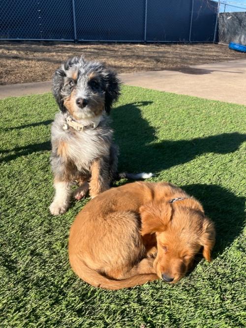 Two puppies relaxing in the sunny play yard