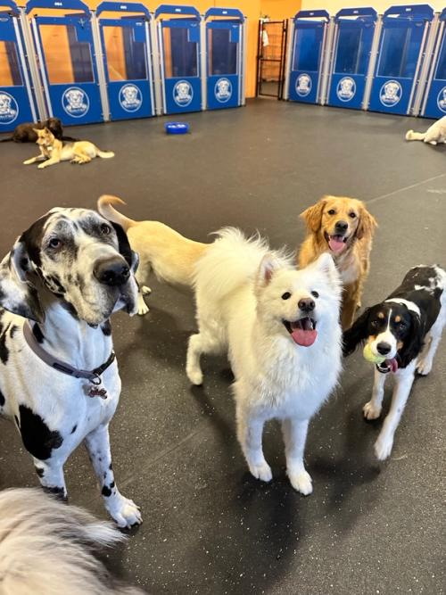 Dogs at play in the indoor climate-controlled playroom