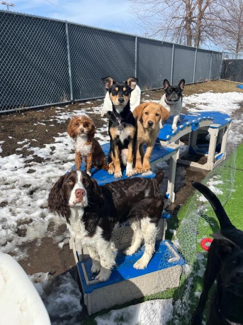 Dogs gathered on the play structures during a snowy day